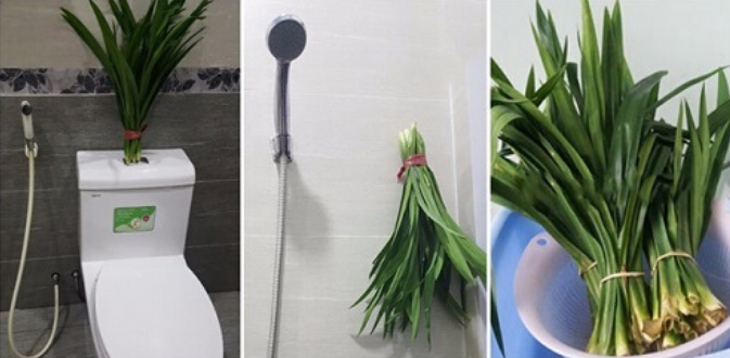 Giải pháp khử mùi nhà vệ sinh bằng lá dứa giúp không gian có mùi hương dịu nhẹ
